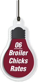 Broiler Chicks Rates